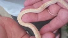 Wild leucistic gray rat snake
