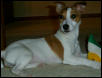 Frisky Girl 4 1/2 mo. old