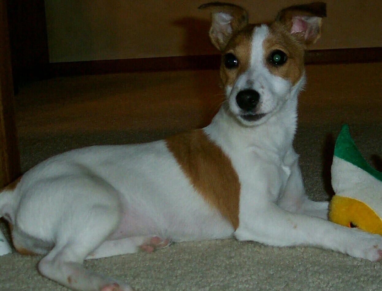Frisky Girl 4 1/2 mo. old