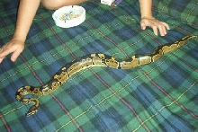 Ball Python - Male