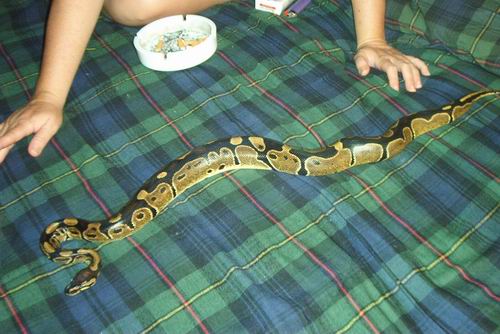 Ball Python - Male