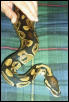 Ball Python - Male