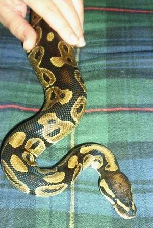 Ball Python - Male