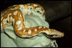 Blood Python - Male