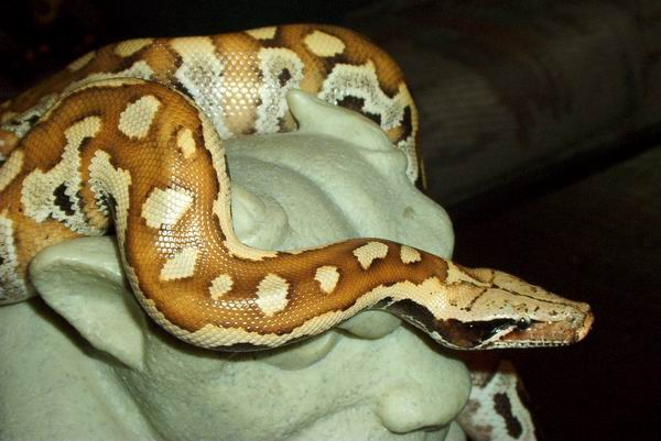 Blood Python - Male
