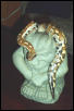 Blood Python - Male