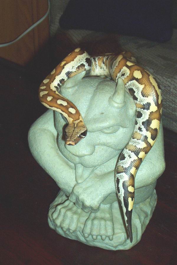 Blood Python - Male