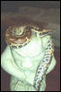 Blood Python - Female