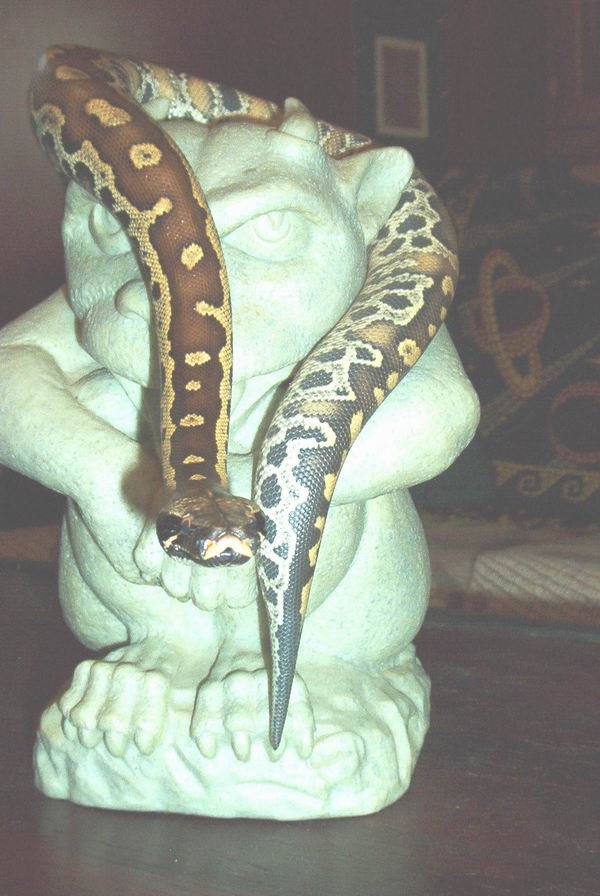 Blood Python - Female