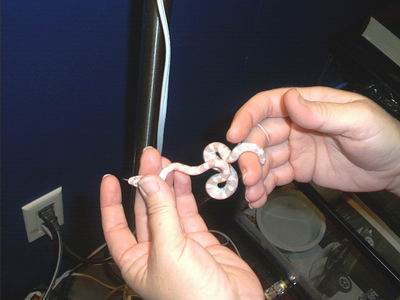 Snow Corn - Female