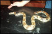 BCI - Female