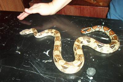 BCI - Female