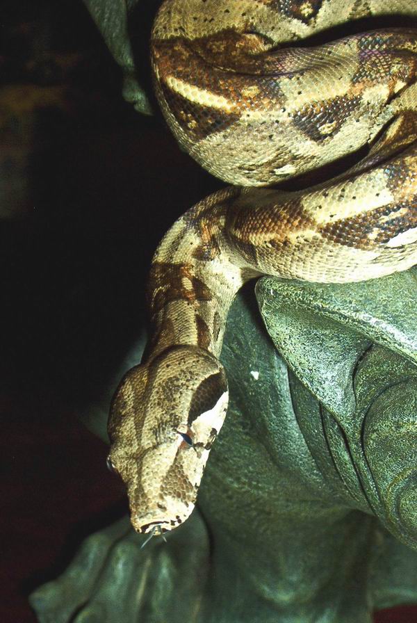BCI - Female