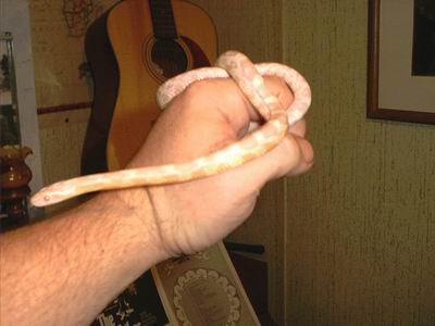 Snow Corn - Male