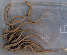 Baby Southern Alligator Lizards