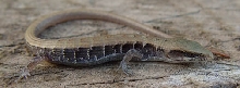 Close up of Baby