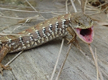 mad alligator lizard
