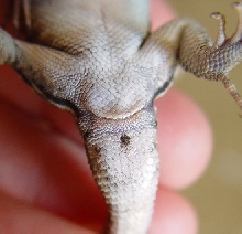 Female Sceloporus graciousus