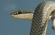 sonoran whipsnake