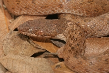 night snake