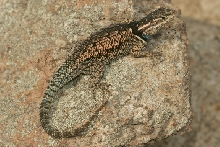 mountain spiny