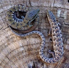 Pair of Californias