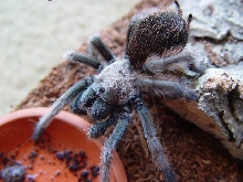 Tarantula from Mojave