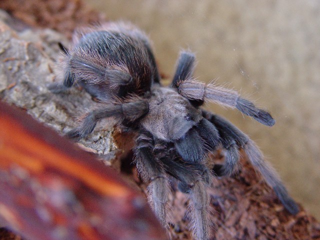 Tarantula from Mojave