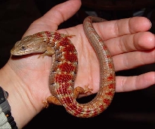 Red right after her shed