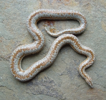 Fluffy, yearling male borrego