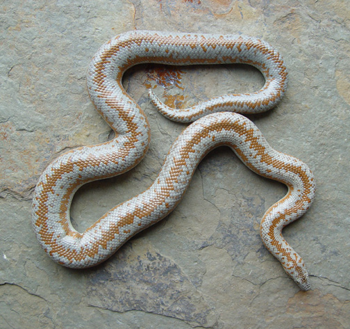 Fluffy, yearling male borrego