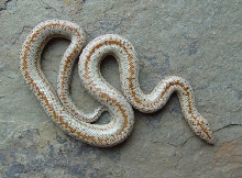 Snuggles, neonate female borrego