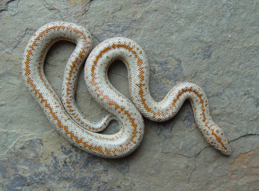 Snuggles, neonate female borrego