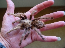 Tarantula from San Luis Obispo, CA