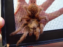 Tarantula from San Luis Obispo, CA