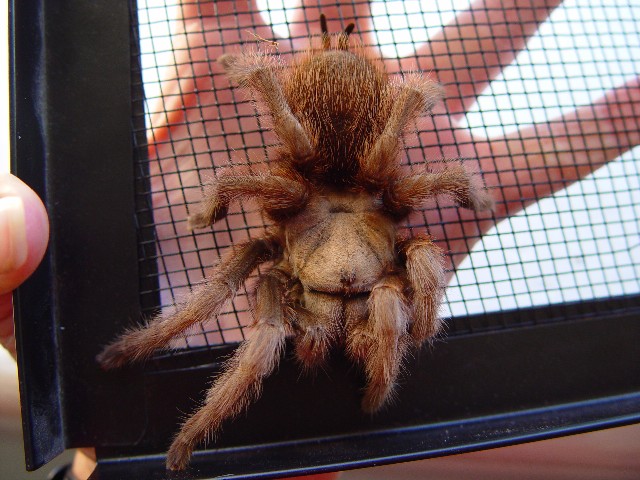 Tarantula from San Luis Obispo, CA