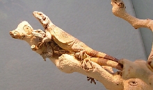 chuckwalla