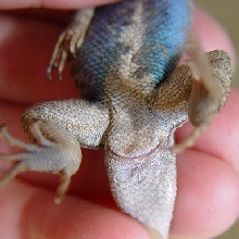 Male Sceloporus graciosus