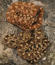 sonoran gophersnakes