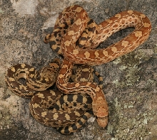 sonoran gophersnakes