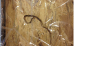 What is this snake?