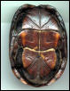Note hinged plastron