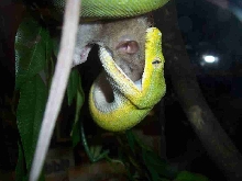 gtp