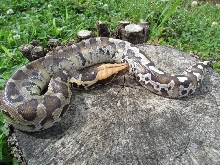 Demeter's First Time Outside