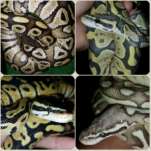 Some of my babies!