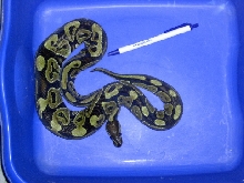 female ball 2