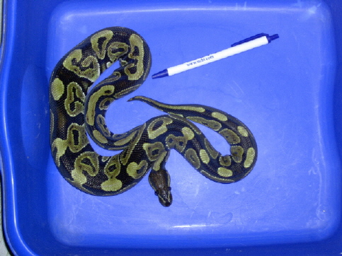female ball 2