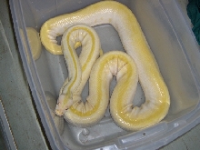 female albino green burm