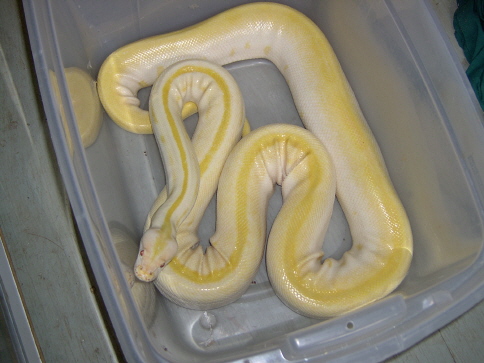 female albino green burm