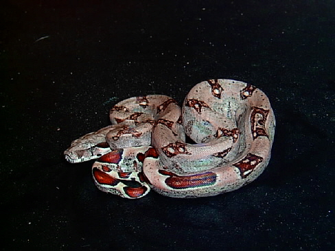 female jungle 1